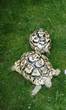 Rehomed....Leopard : Male and Female approx 14-15 years old (Tori & Toddles)
